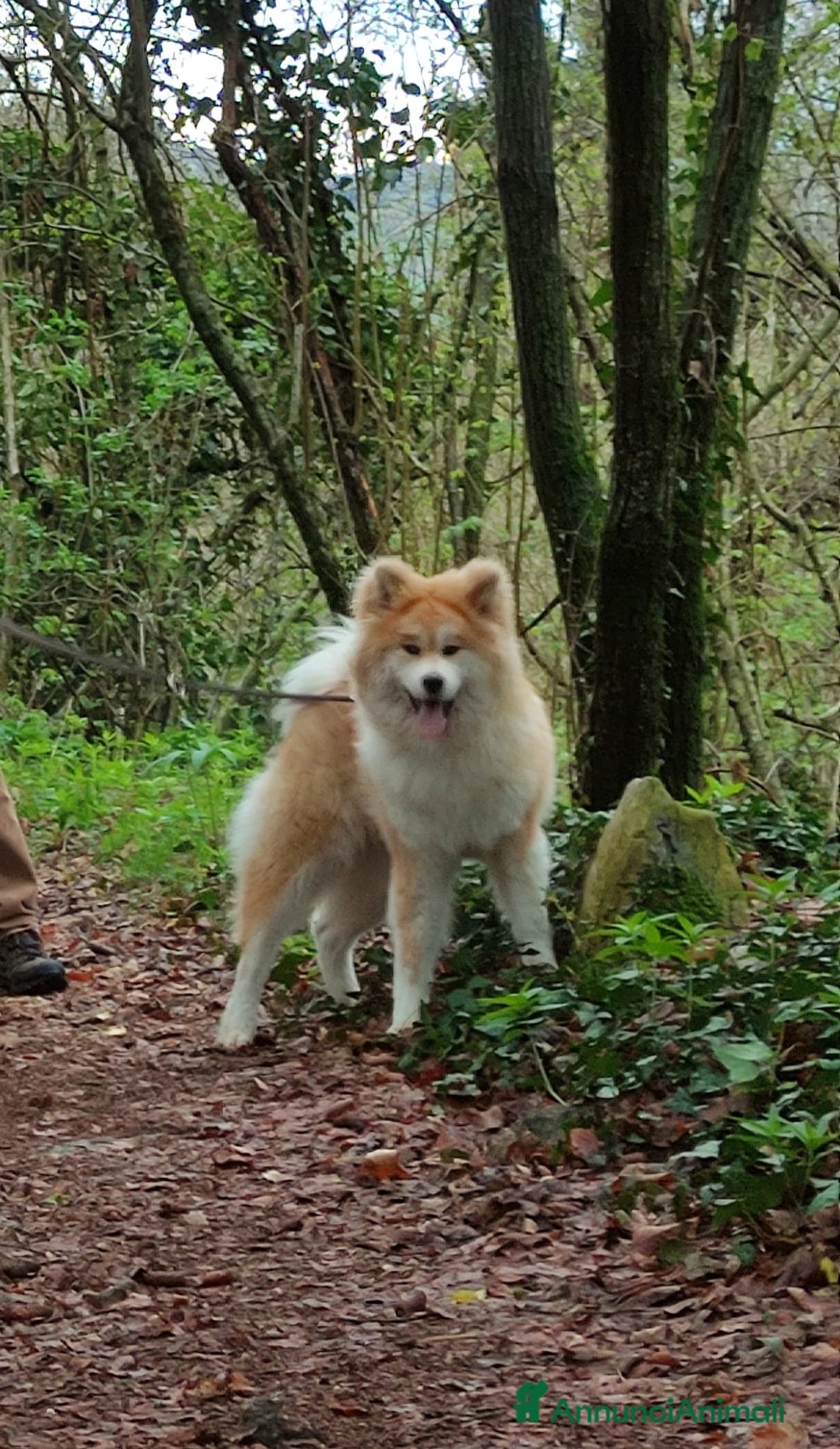 Akita Inu cani in vendita:  Maschio Pelo Lungo a Provincia di Vicenza - Immagine 5