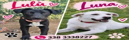 Meticcio cani in regalo: Lulù e Luna cucciole in cerca di adozione a Parma - Annuncio 1