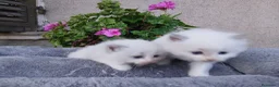 Ragdoll gatti in vendita: Ragdoll gattini - Annuncio 3