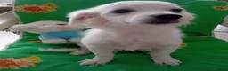 Maltese cani in vendita: Cucciolo di razza maltese 5 mesi - Annuncio 2