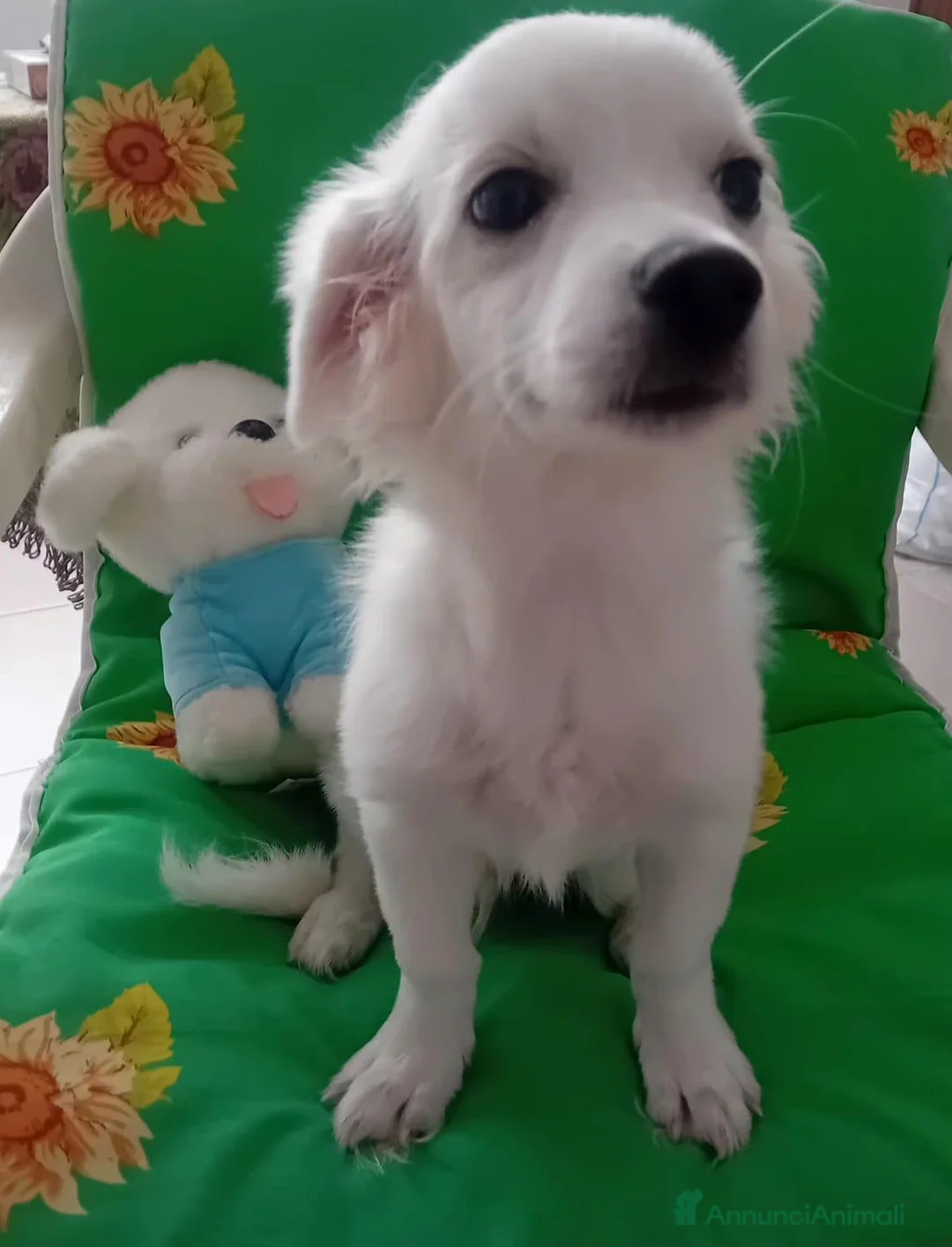 Maltese cani in vendita: Cucciolo di razza maltese 5 mesi - Annuncio 2