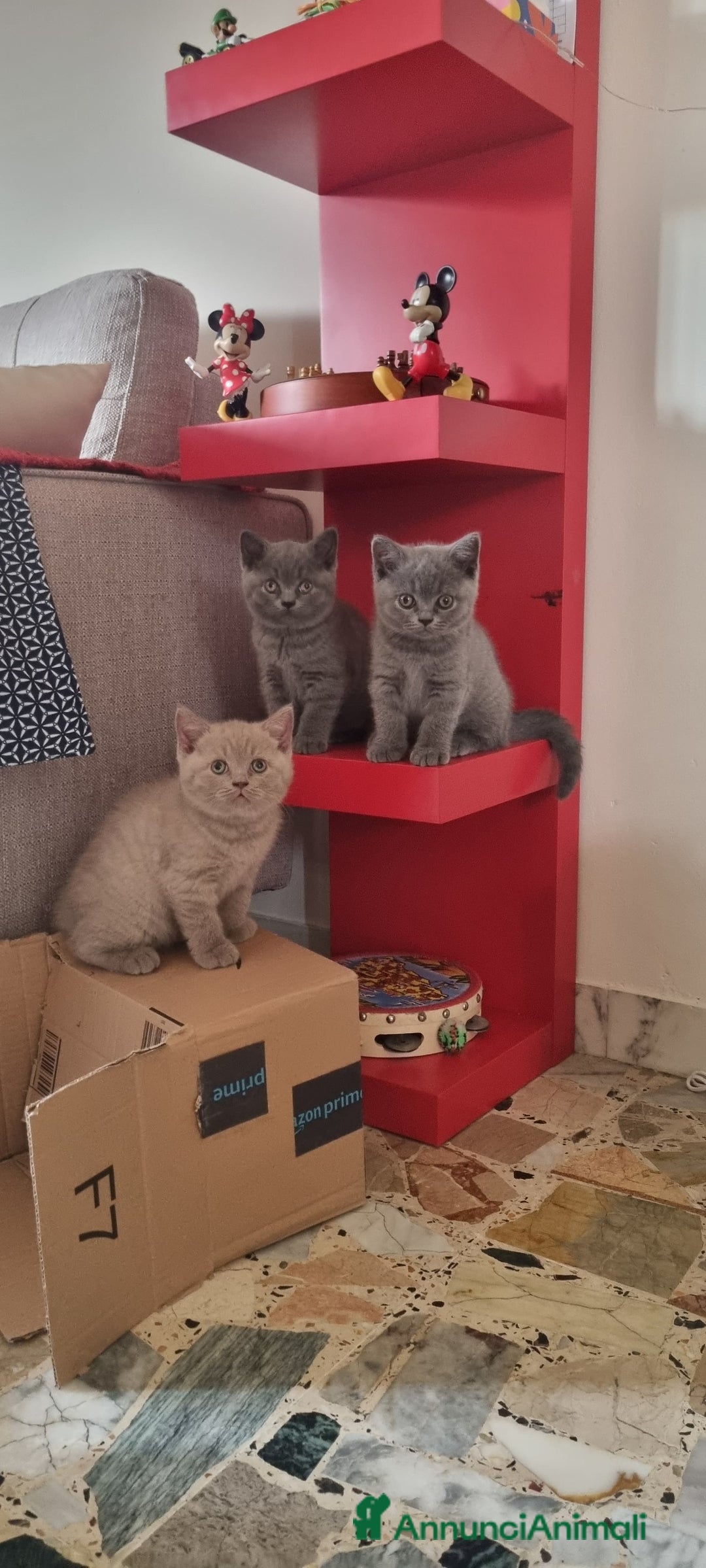 British gatti in vendita: Cucciola di British Shortair Blue a Città Metropolitana di Torino - Immagine 4