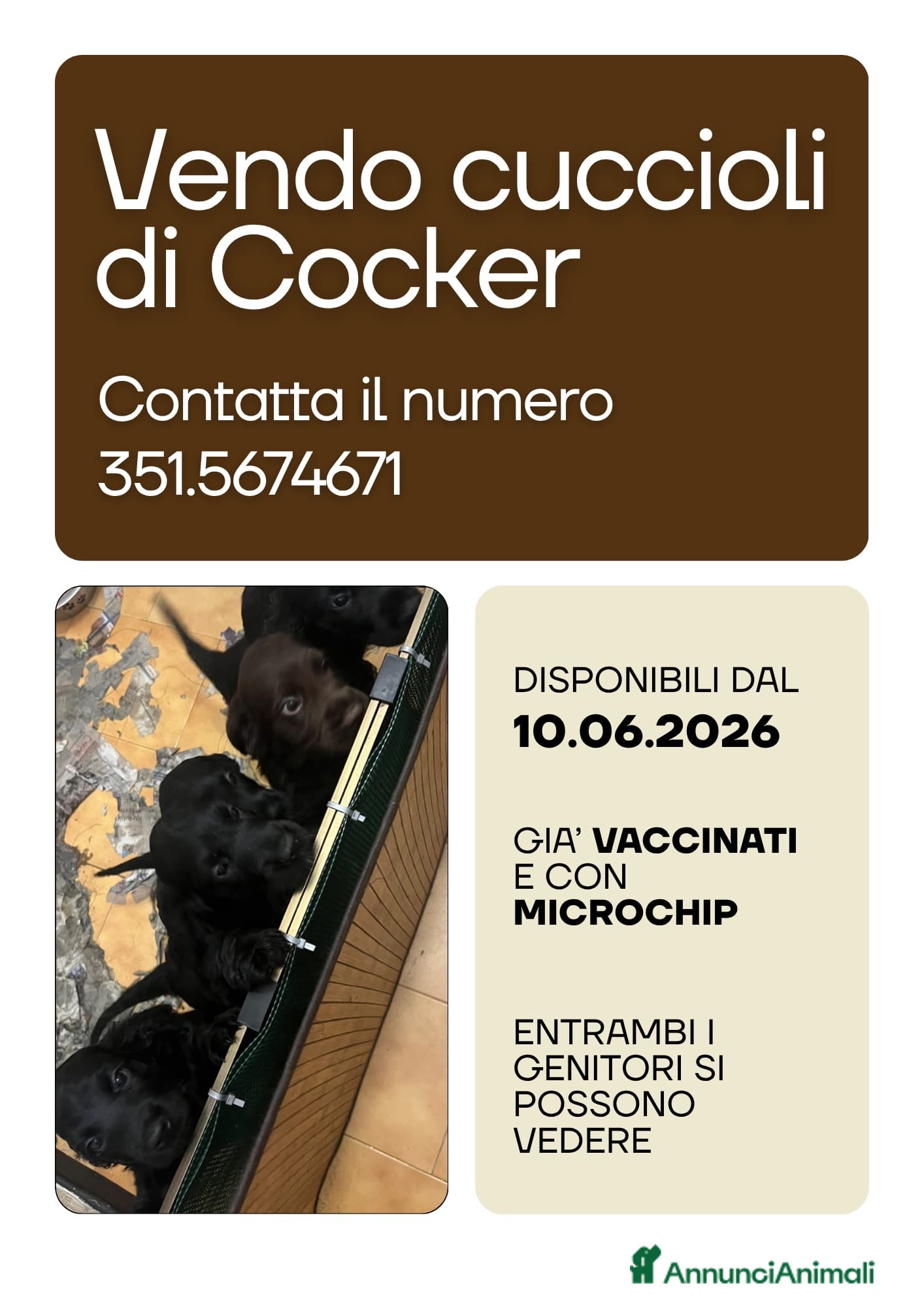 Cocker cani in vendita: Cuccioli cocker - Annuncio 1