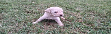Lagotto 8