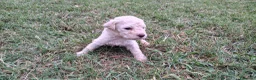 Lagotto cani in vendita: Lagotto Romagnolo con Pedigree - Annuncio 7