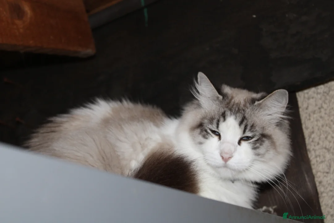 Ragdoll gatti in vendita: Ragdoll adulta - Annuncio 1