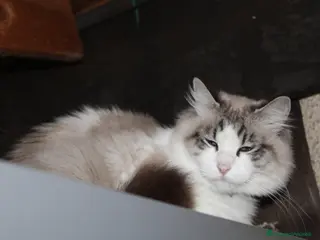Ragdoll gatti Ragdoll adulta - Annuncio 1