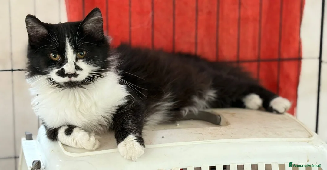 Europeo gatti in regalo: Gattina di 6/7 mesi - Annuncio 2