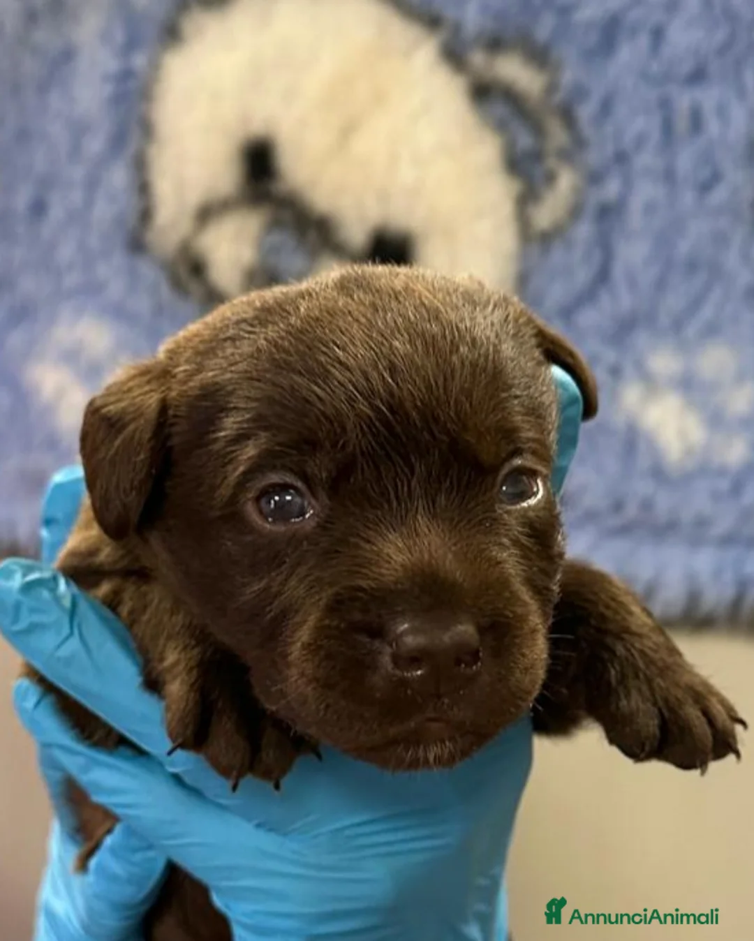 Labrador cani in vendita: Cuccioli labrador retriever  a Provincia di Rovigo - Annuncio 2