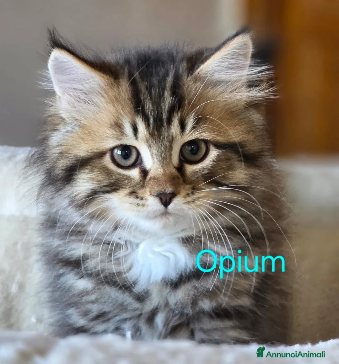 Siberiano gatti in vendita: cucciola gatto siberiano - Annuncio 4