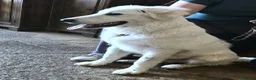 Pastore Abbruzzese Maremmano cani in regalo: BRENNO raggiante cucciolo mix PMA, 5 mesi - Annuncio 4