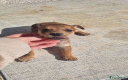 Meticcio cani in vendita: Chiuawa/pincher  a Città metropolitana di Roma Capitale - Immagine 11