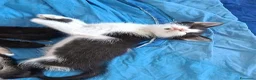 Altre razze gatti in regalo: 2 bellissimi gattini !! - Annuncio 19