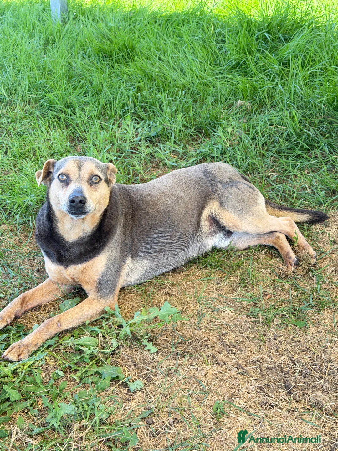 Meticcio cani in regalo: Flip maschio 5 anni a Provincia di Varese - Annuncio 2