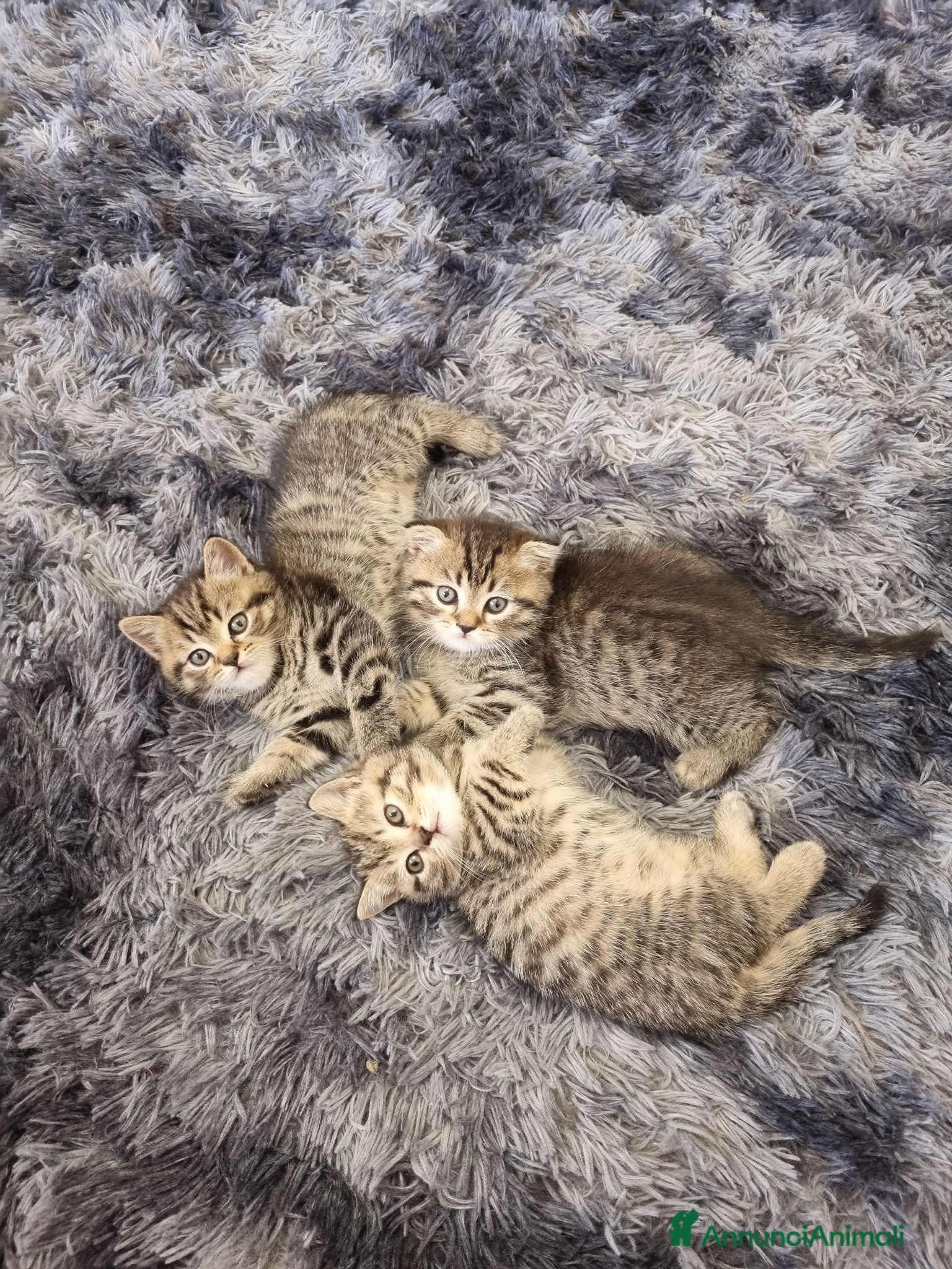 British gatti British shorthair  - Annuncio 4