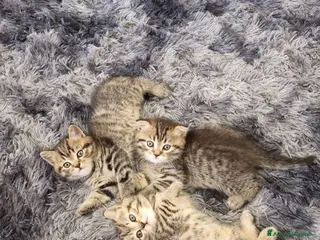 British gatti British shorthair - Annuncio 7