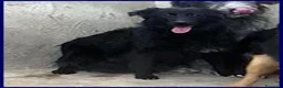 Meticcio cani in regalo: ARABELLA timida curiosina - Annuncio 3
