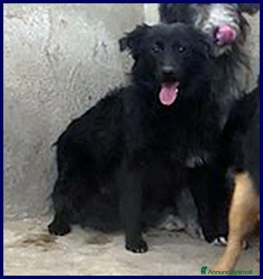 Meticcio cani in regalo: ARABELLA timida curiosina - Annuncio 3