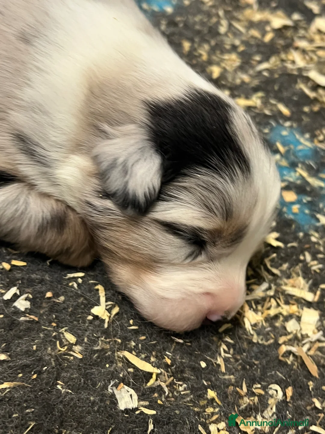 Australian Shepherd cani in vendita: Pastore Australiano cuccioli disponibili  - Annuncio 4