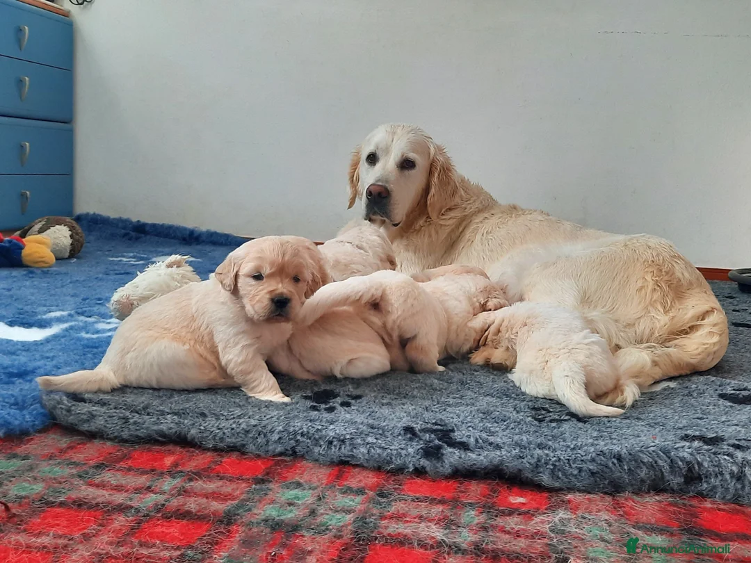 Golden Retriever cani in vendita: Cuccioli di Golden Retriever di linea inglese - Annuncio 3
