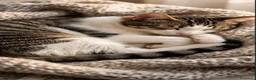 Europeo gatti in regalo: Regalasi bellissimo gattino a Provincia di Pescara - Annuncio 6