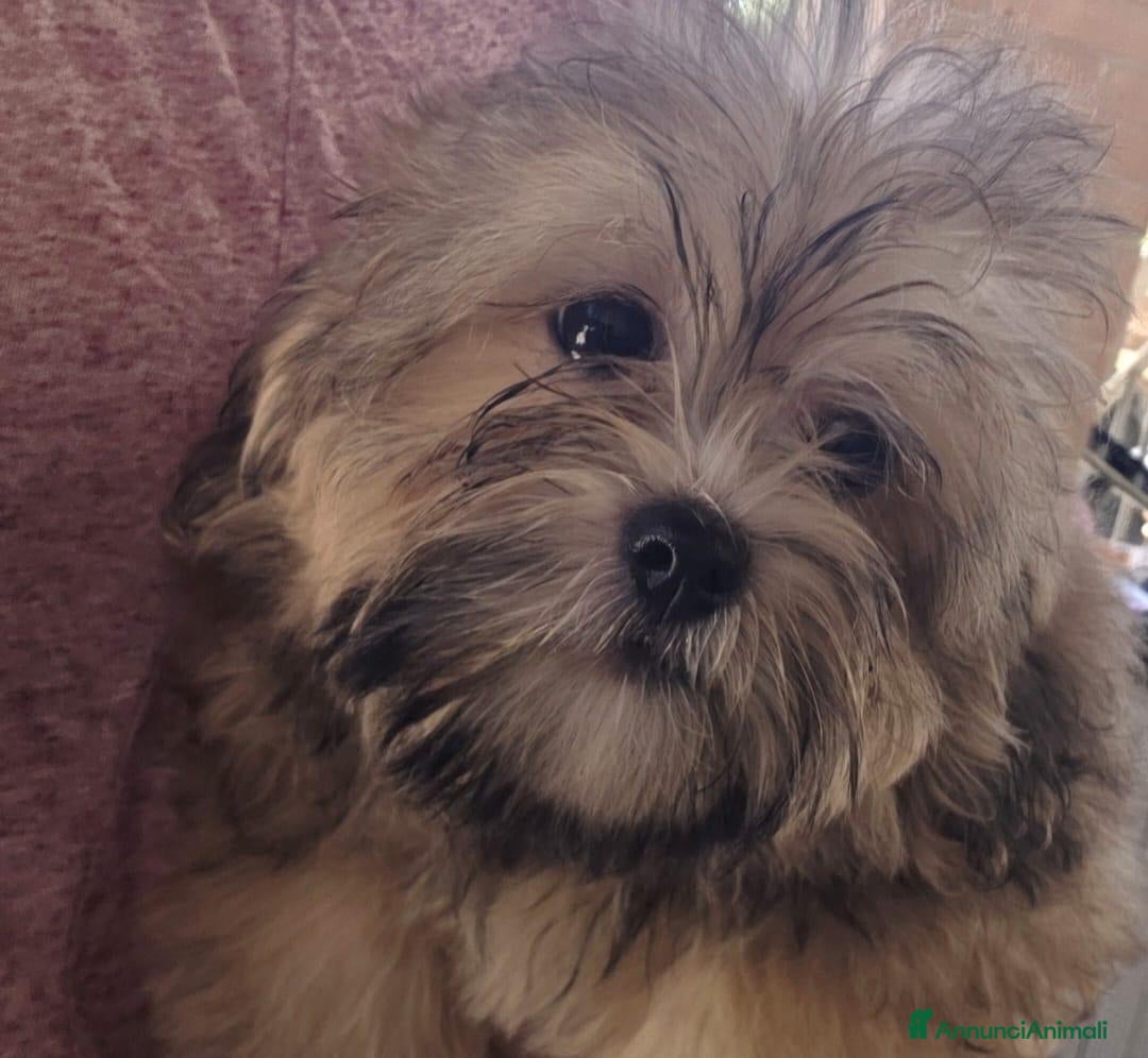 Shihpoo cani Shitzu - Annuncio 16