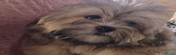 Shihpoo cani in vendita: Shitzu - Annuncio 1