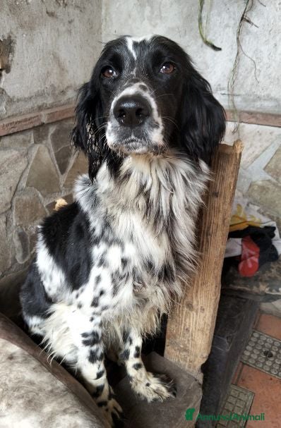Setter Inglese cani NORMA dolcissima - Annuncio 2