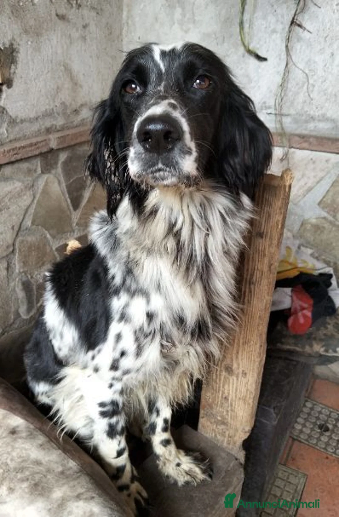 Setter Inglese cani in regalo: NORMA dolcissima - Annuncio 1