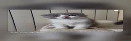 Scottish gatti in vendita: Scottish fold e straight  - Annuncio 6