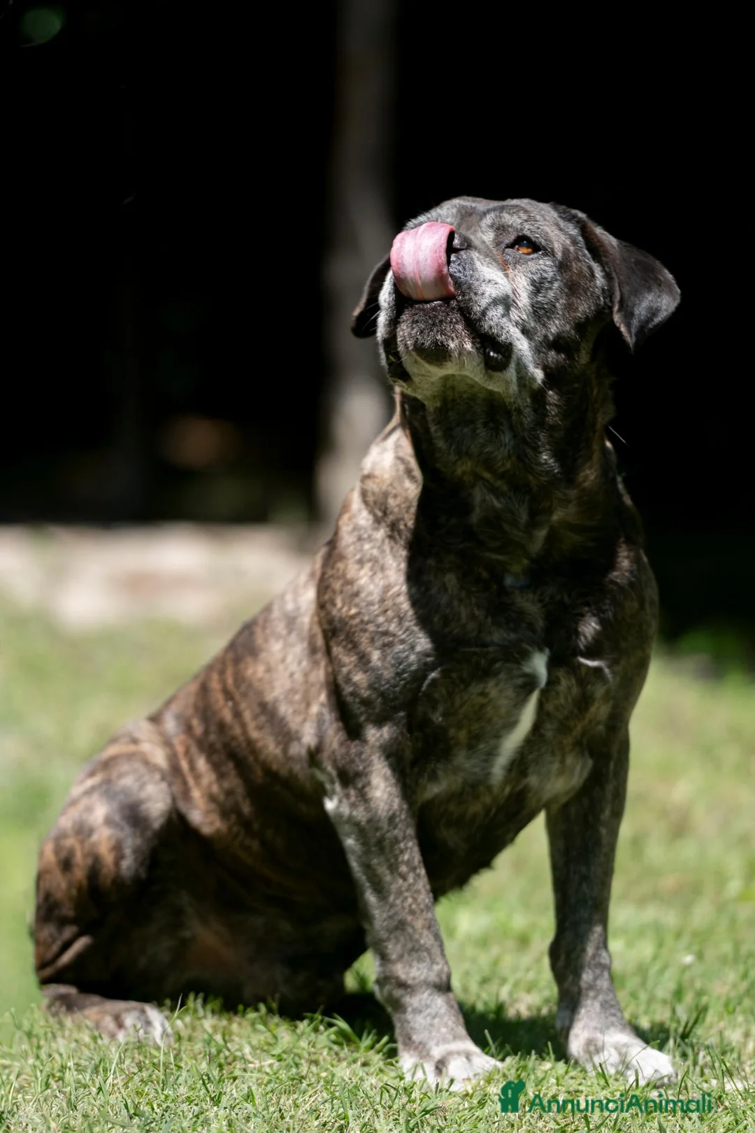 Cane Corso cani in regalo: MAMBO CERCA IL SUO MIRACOLO, ADOZIONE A DISTANZA - Annuncio 4