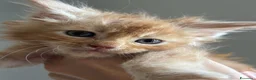 Maine Coon gatti in vendita: Maine Coon - Annuncio 5
