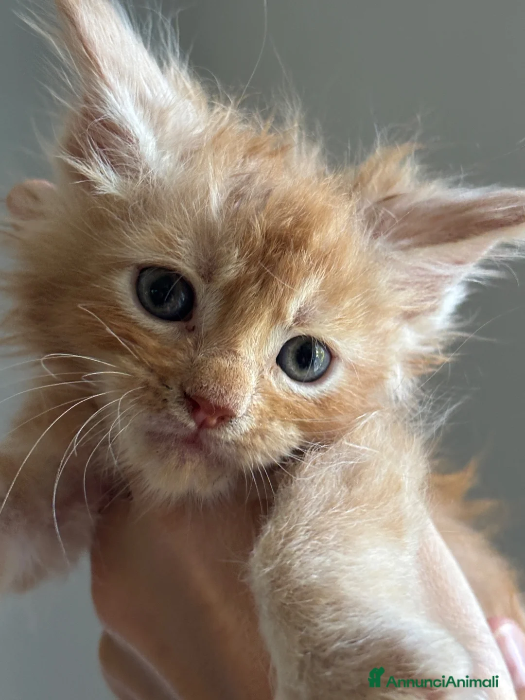 Maine Coon gatti in vendita: Maine Coon - Annuncio 5