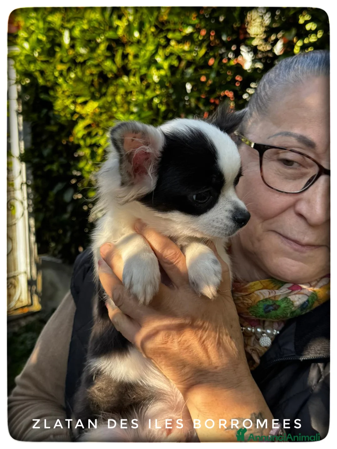 Chihuahua cani in vendita: CHIHUAHUA PELO LUNGO - MASCHI - Annuncio 7