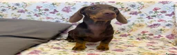 Bassotto cani in vendita: Bassotto cioccolato  con Pedigree ENCI. - Annuncio 7
