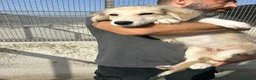 Meticcio cani in regalo: ROCKY E KAI - Annuncio 2