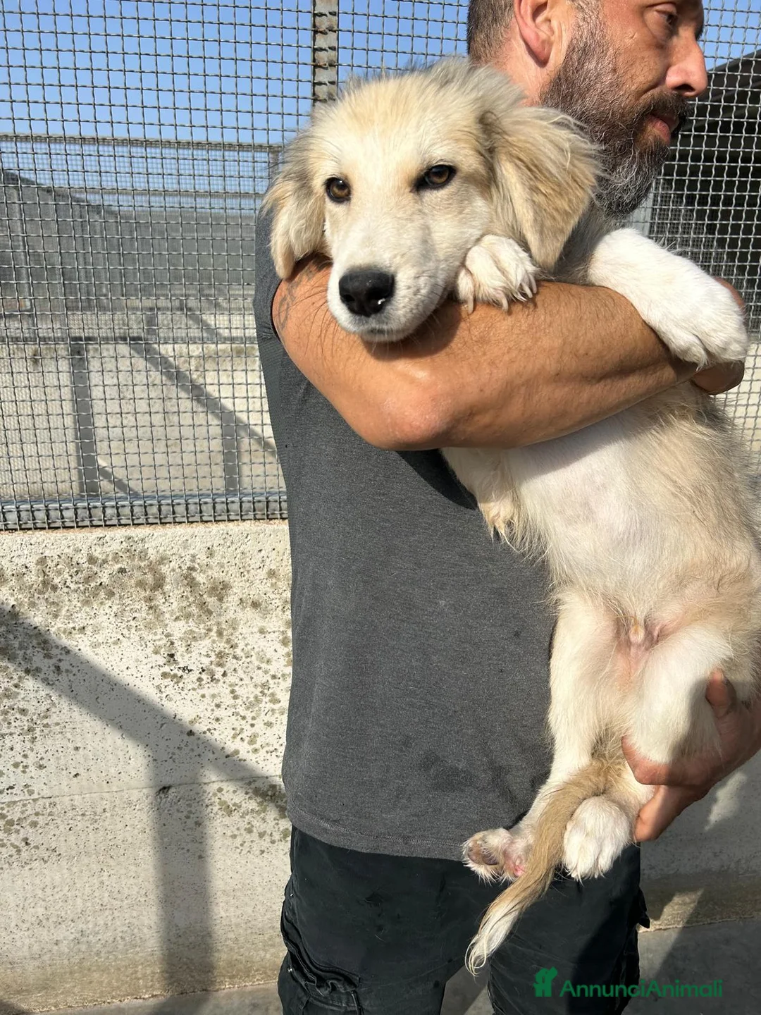 Meticcio cani in regalo: ROCKY E KAI - Annuncio 2