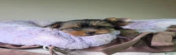 Yorkshire cani in vendita: Cuccioli di Yorkshire Terrier  - Annuncio 4