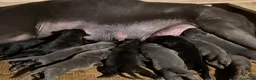 Cane Corso cani in vendita: Cuccioli Cane Corso  - Annuncio 1