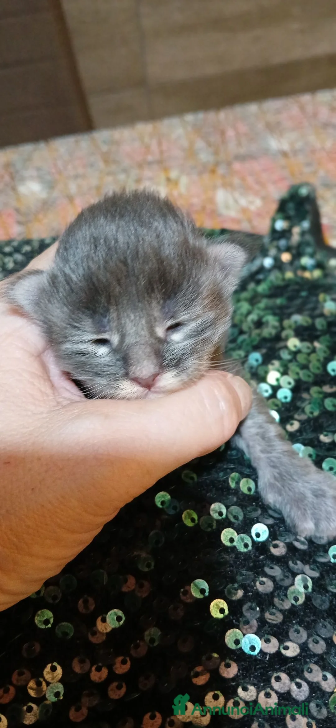 Maine Coon gatti in vendita: bimbi  - Annuncio 2