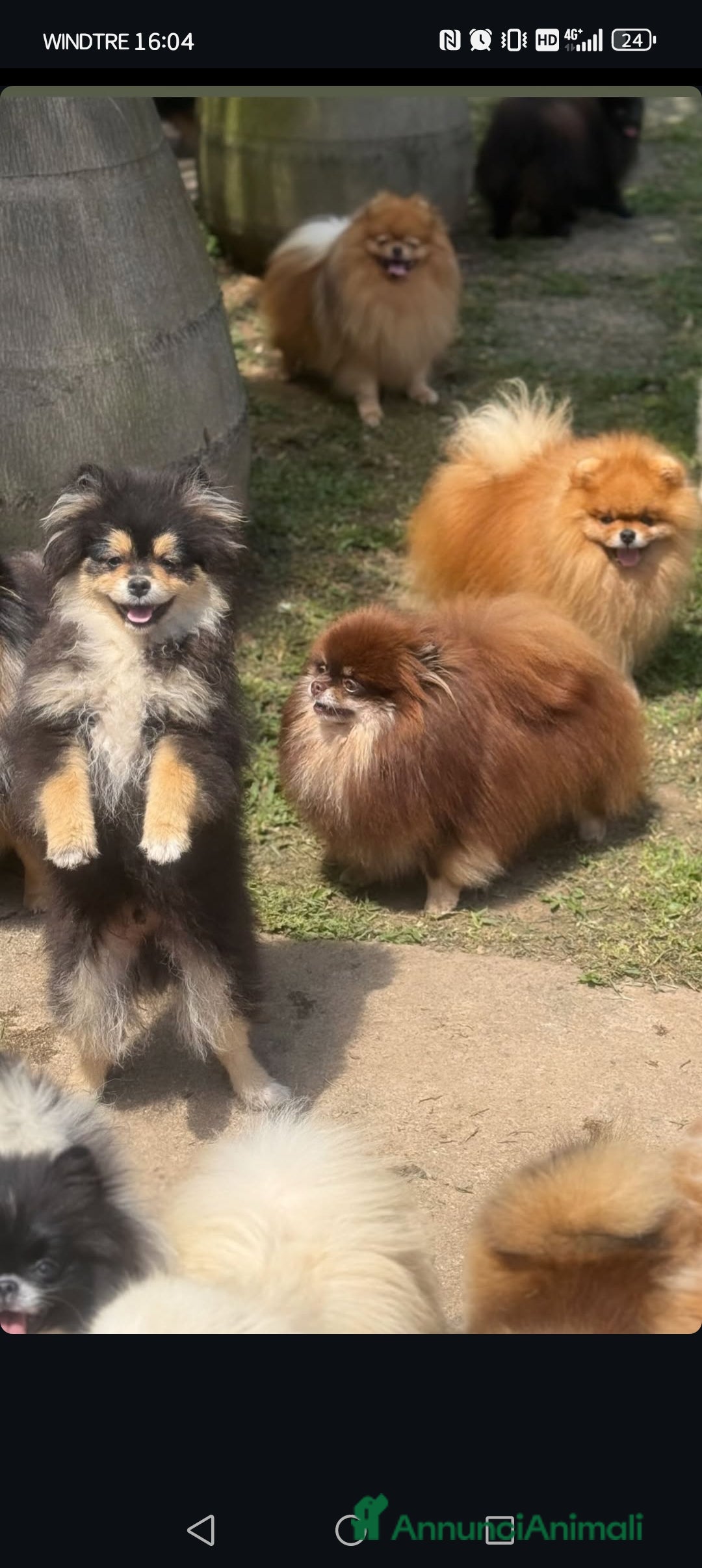 Volpino Pomerania cani in vendita: Volpini di pomerania toy  - Annuncio 9