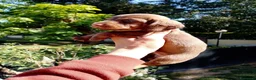 Bassotto cani in vendita: Bassotto pelo duro maschi  - Annuncio 6