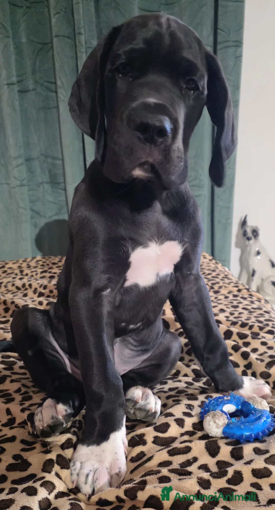 Alano cani in vendita: Zeus cucciolo Alano Nero  - Annuncio 2