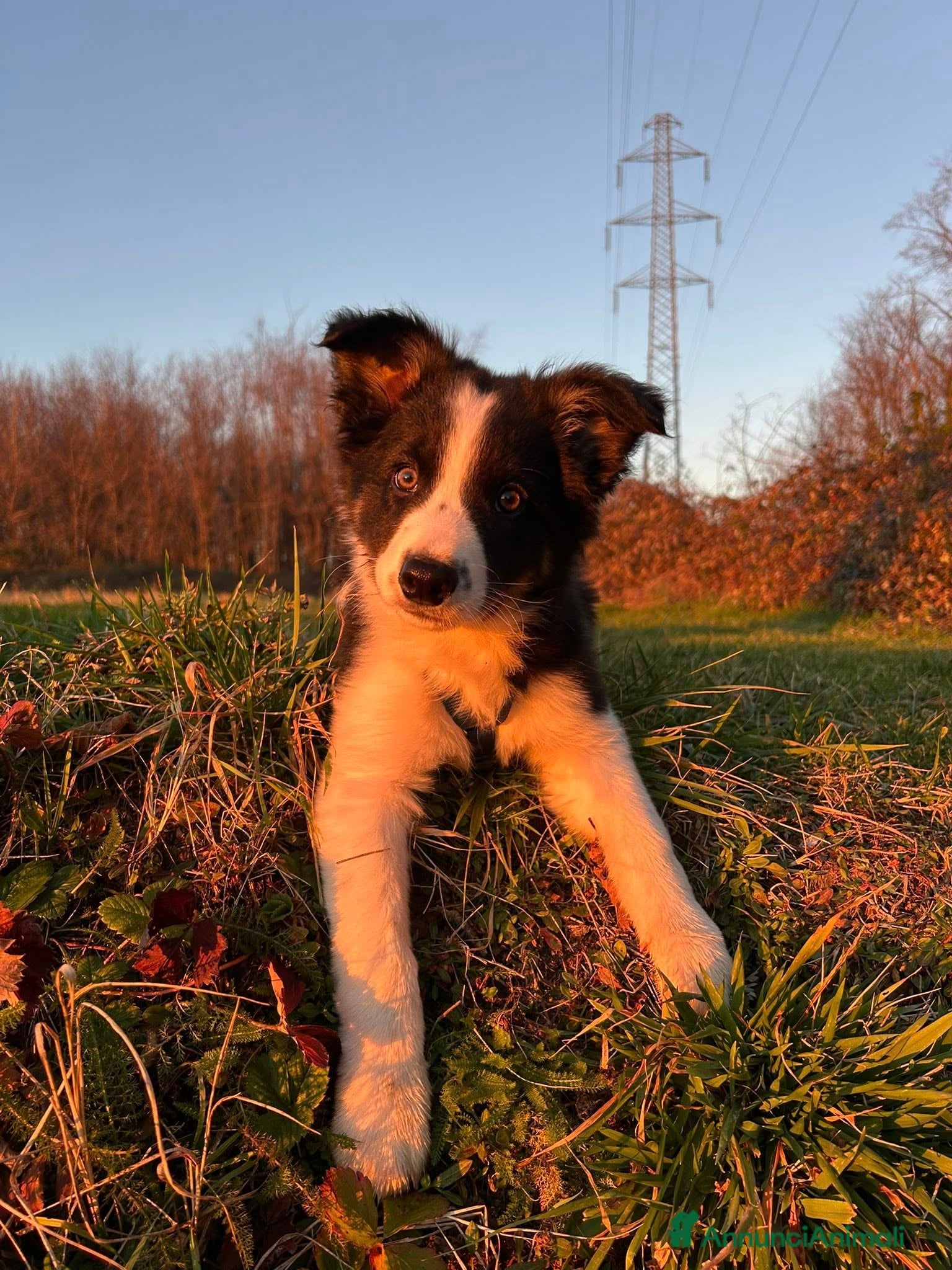 Border Collie cani Cucciolo di Border Collie - Annuncio 2