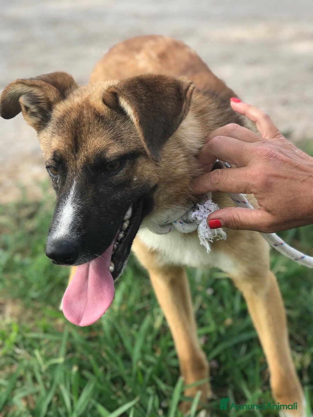 Meticcio cani in regalo: Vulcano lupacchiotto timidino chiuso in canile a Provincia di Latina - Annuncio 2