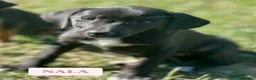 Meticcio cani in regalo: 7 MERAVIGLIE da salvare! Taglia PICCOLA - Annuncio 7