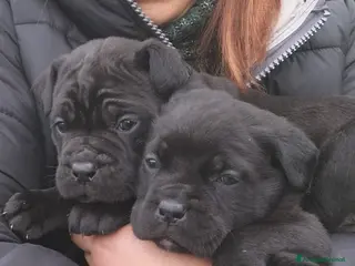 Cane Corso cani Cucciole di cane corso - Annuncio 24