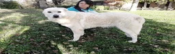 Meticcio cani in regalo: MINERVA UNA VITA DI STENTI ED ORA IN CANILE - Annuncio 2