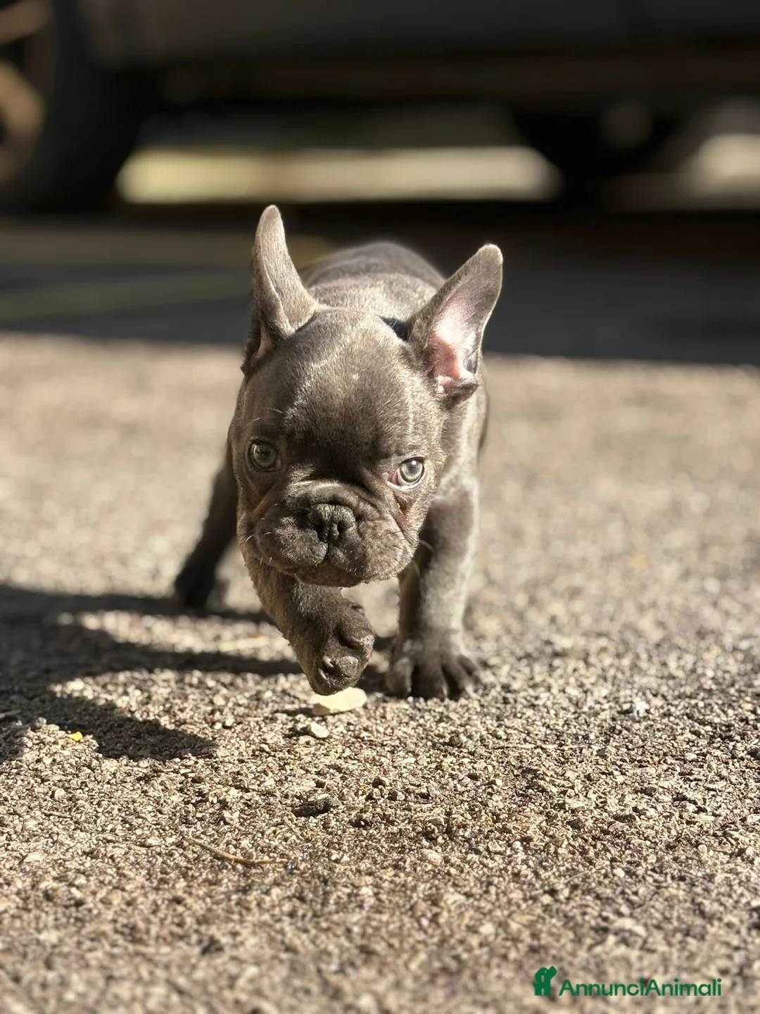 Bulldog Francese cani in vendita: Bulldog francese a Provincia di Salerno - Annuncio 5
