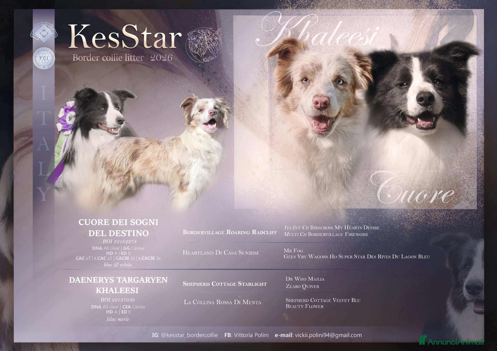 Border Collie cani Border collie lilac e blu  - Annuncio 1